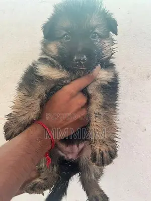 Germanshepherd Puppies