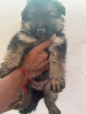 Germanshepherd Puppies