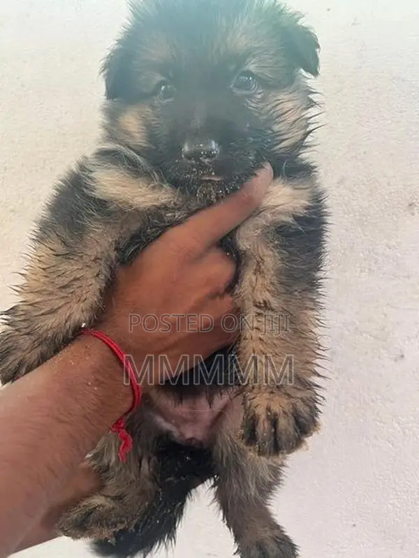 Germanshepherd Puppies