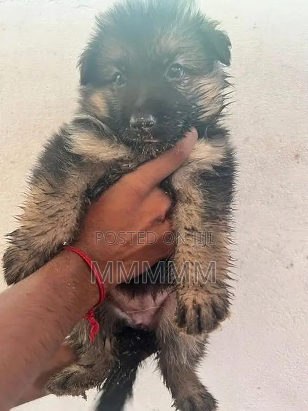 Germanshepherd Puppies