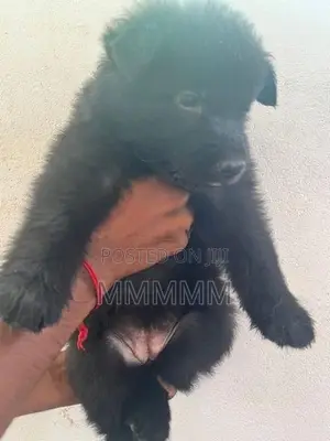 Germanshepherd Puppies