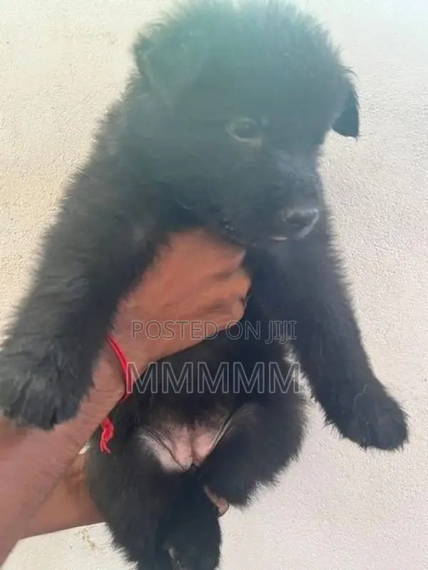 Germanshepherd Puppies