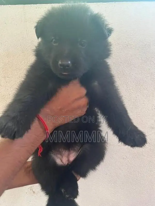 Germanshepherd Puppies