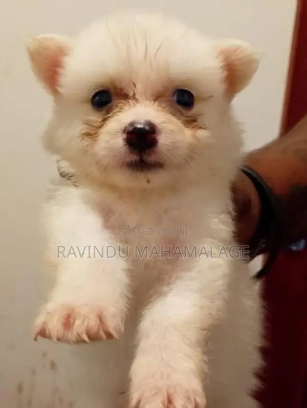 Lion Pomeranian Puppies