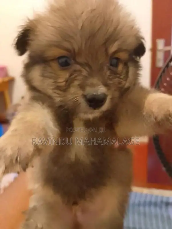 Lion Pomeranian Puppies