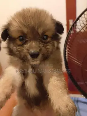 Lion Pomeranian Puppies