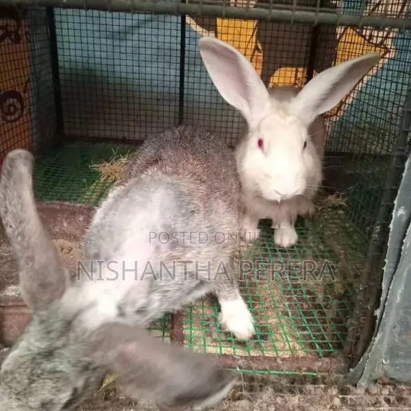 Rabbits