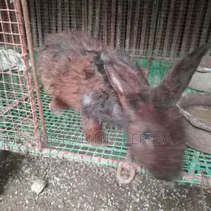 Rabbits