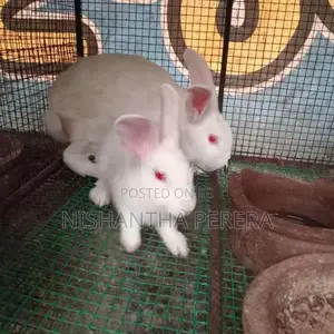 Rabbits