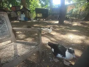 Ducks