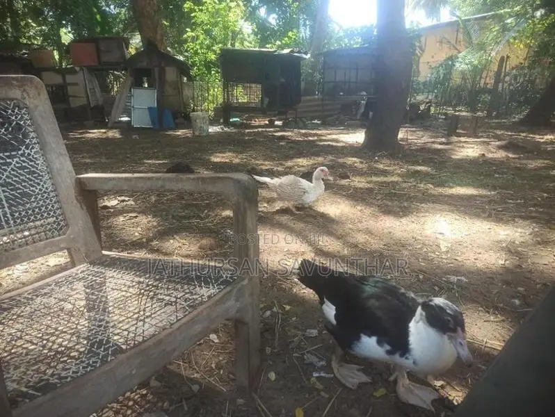 Ducks
