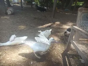 Ducks