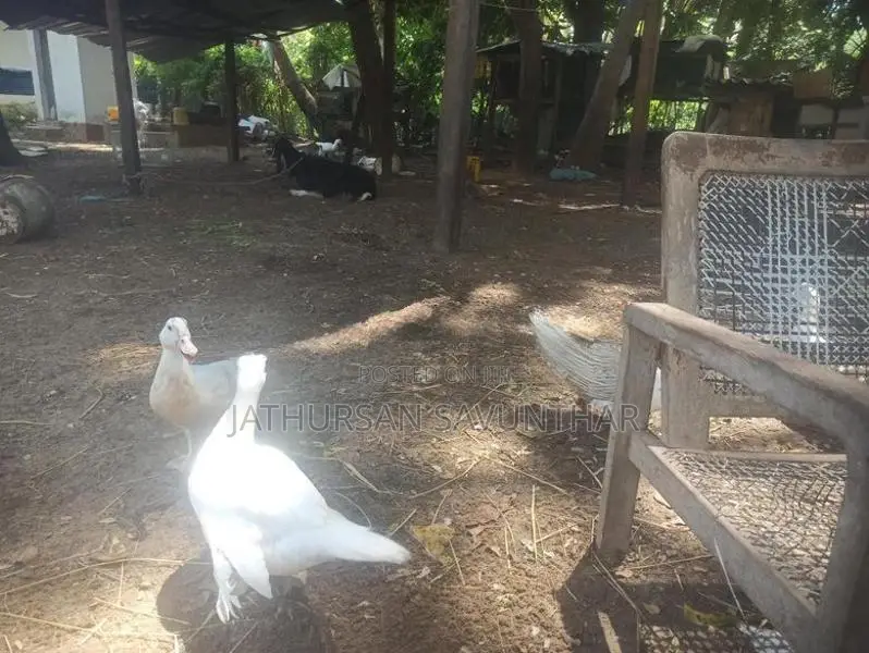 Ducks
