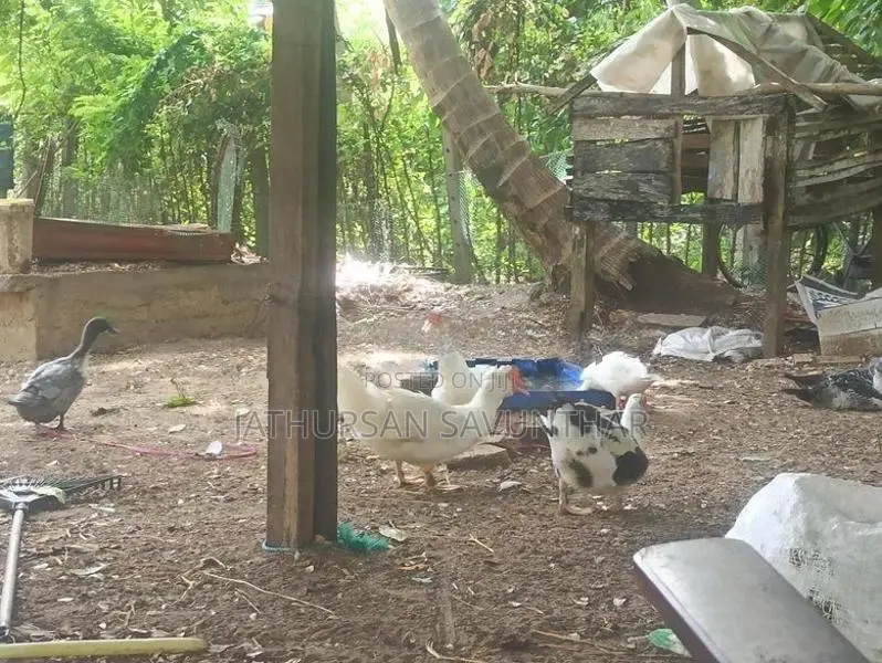 Ducks
