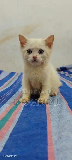 Persian Kittens
