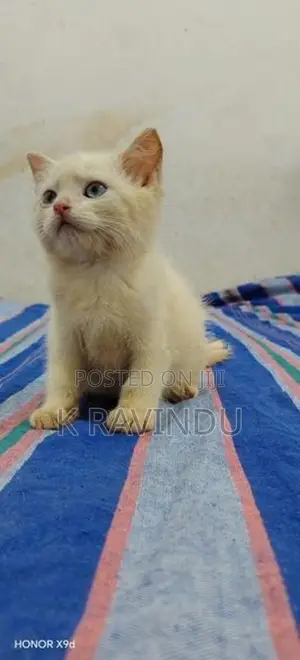 Persian Kittens
