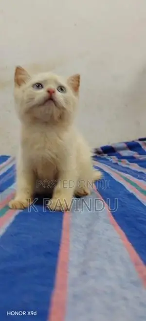 Persian Kittens