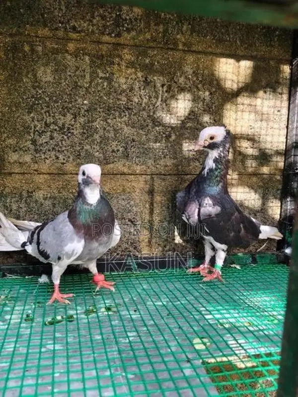 Pigeons