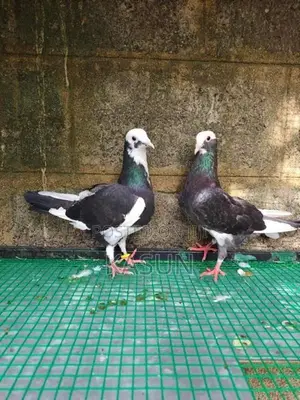 Pigeons
