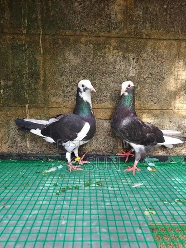 Pigeons