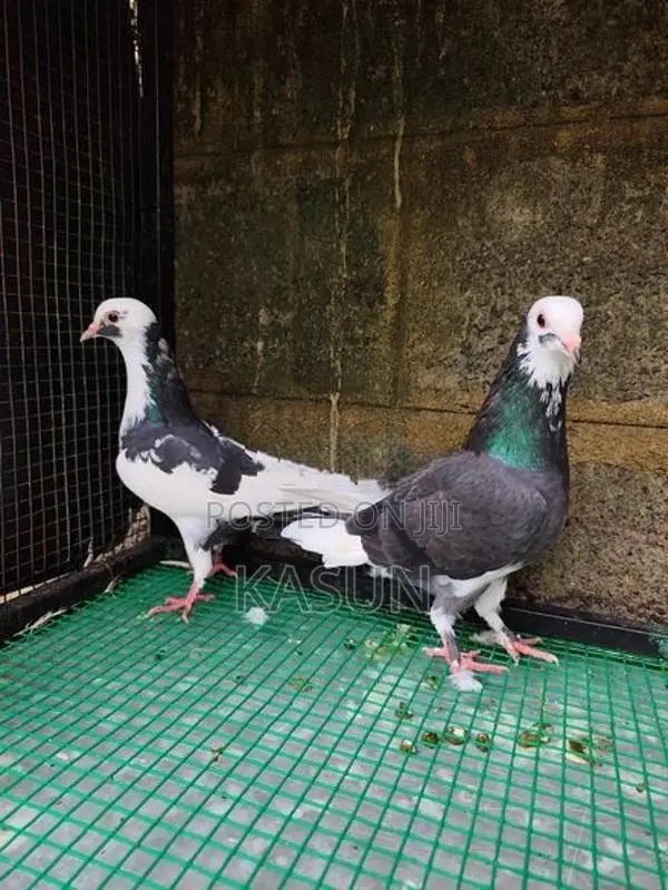 Pigeons