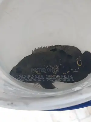Black Tiger Oscar
