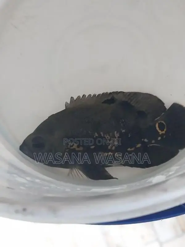 Black Tiger Oscar