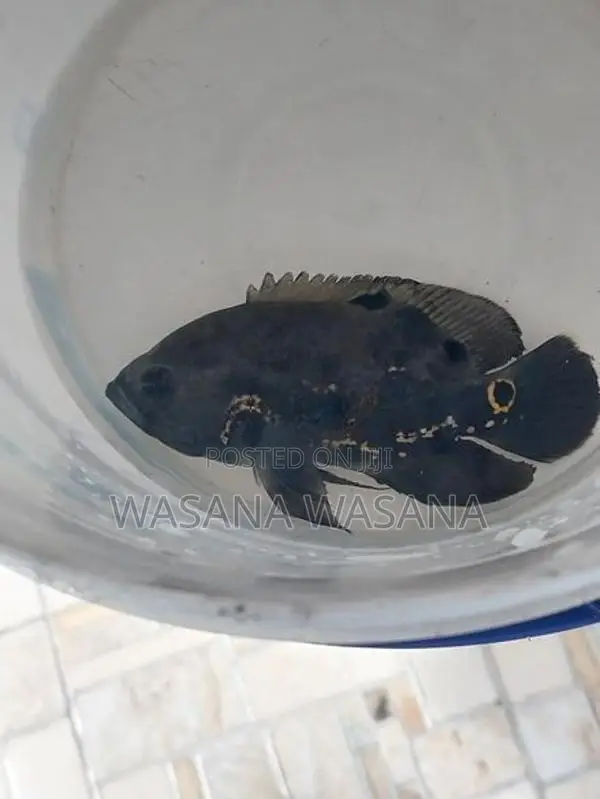 Black Tiger Oscar