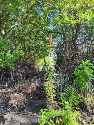 Land For Sale In Benthota