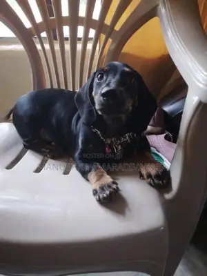 Dachshund Dog