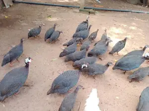 ගිනි කුකුල් පැටව්