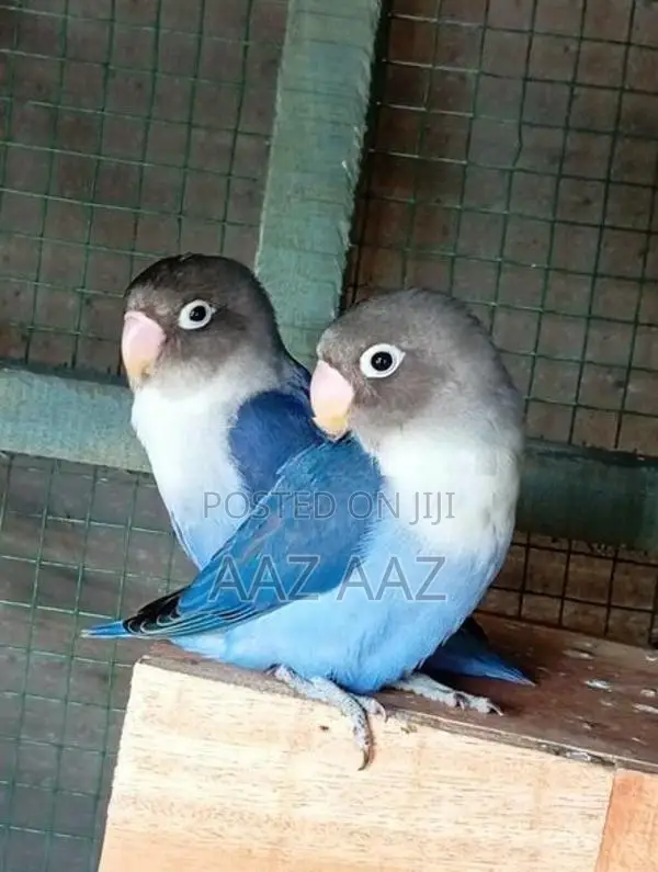 African Love Birds