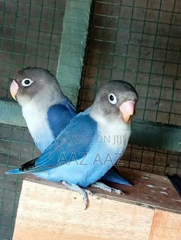 African Love Birds