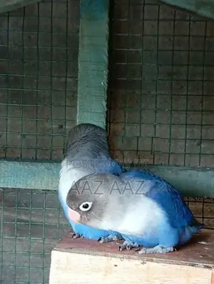 African Love Birds
