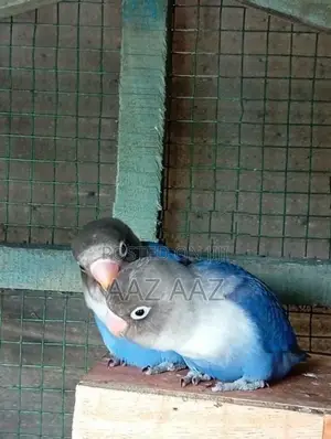 African Love Birds