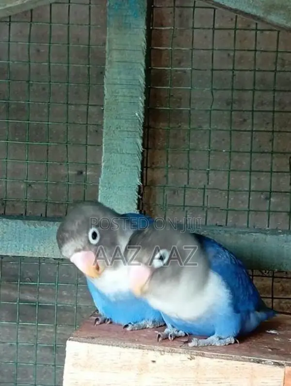 African Love Birds