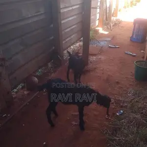 Farm Goat