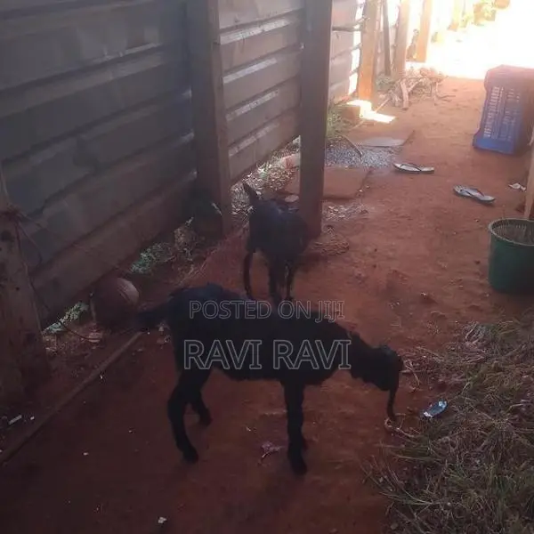 Farm Goat