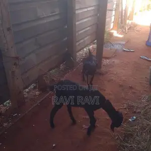Farm Goat