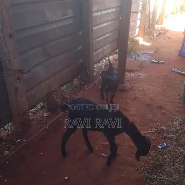 Farm Goat