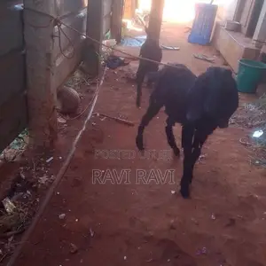 Farm Goat