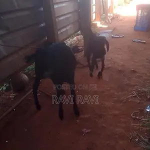 Farm Goat