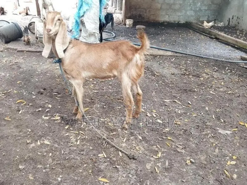 Mari Kutty Aadu