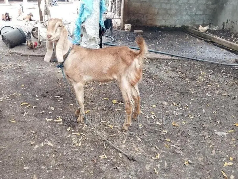 Mari Kutty Aadu