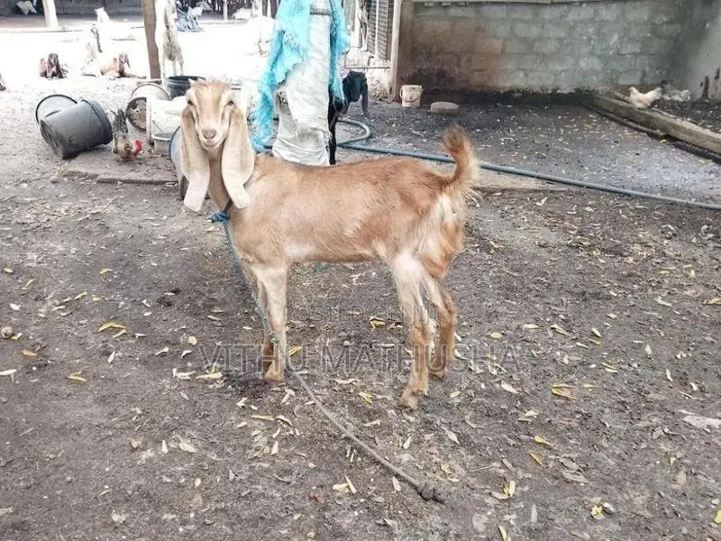 Mari Kutty Aadu
