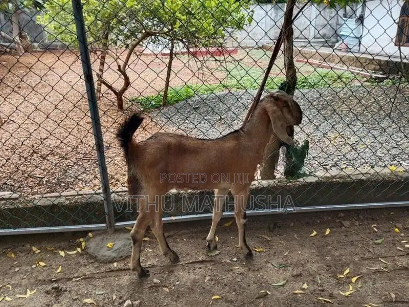 Mari Kutty Aadu