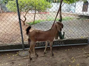 Mari Kutty Aadu
