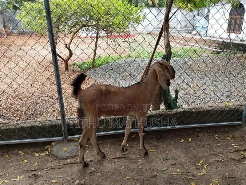 Mari Kutty Aadu