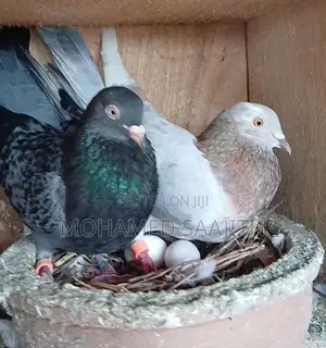 Pigeons