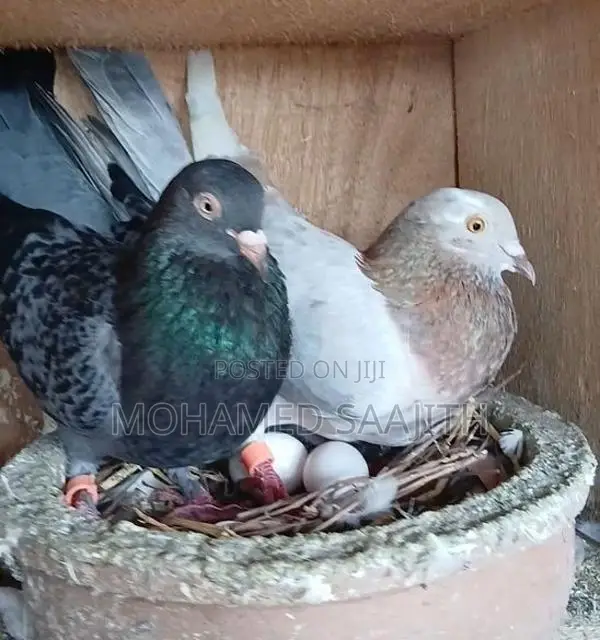 Pigeons